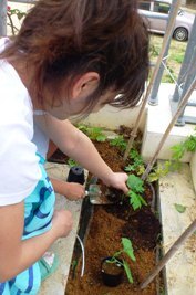 均等に苗を植えている女性