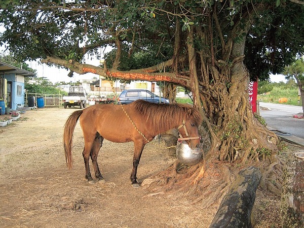 宮古馬